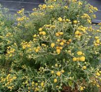 野菊花夏日绽放